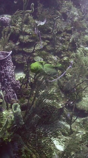 Encountering a Green Moray Eel in Honduras