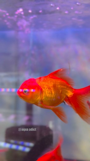 😍😍 | Aqua Adict