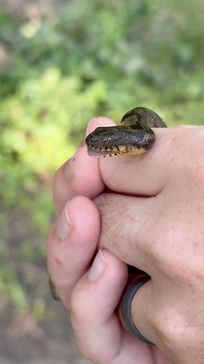 Baby snakes > everything else As spring turns into summer the reptiles come out in full force! Many snake species like this young diamondback water snake, are taking advantage of the population booms of the local frogs and fish this time of year. The diamondback water snake is one of our largest native snakes in the US but I love encountering these tiny baby ones. Like all Nerodia genus water snakes this species gives live birth and can have 30 babies at once! Quite the amount! We were lucky eno