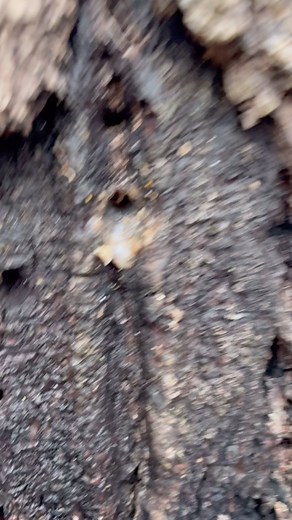 Perry Cornwell on Instagram: "#syrup #walnut #tree #tapping #walnutsyrup #sap #sugar #sugaring #maplesyrup #diy #fyp #homestead #frontierfarmer #frontierrevival #reels"