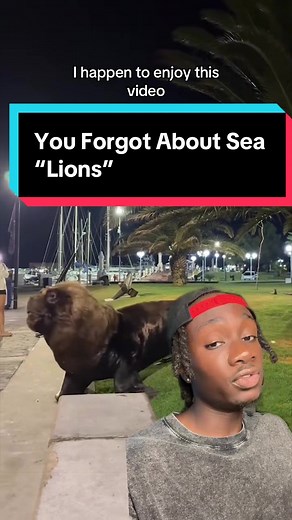 Don’t let the sea puppy thing cost you an arm #sealion#seal#nature#moreyouknow