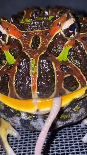 Fact About Pacman Frog Bite #shorts