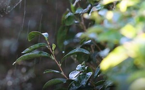 【双语】日本如何用智能技术重塑农业