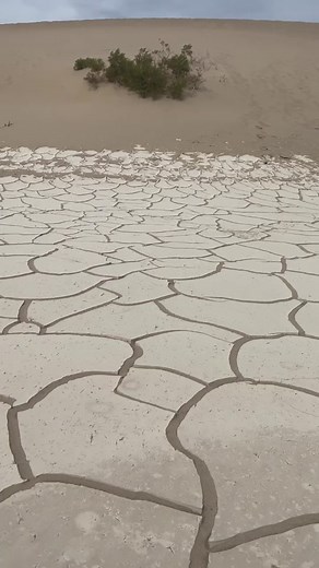 Stumbled upon these awesome dried mud cracks. We started our day walking up the biggest dunes we could find in Mesquite Flat Sand Dunes in Death Valley. As we made our way back to the car we noticed quite a few spots of these mud cracks. They are surprisingly thick and heavy. The smaller pieces crunch under your feet as you walk on them. #mesquiteflatsanddunes #sanddunes #mudcracks #deathvalley #california #travelcalifornia #nationalparks #californianationalpark #travel #travelinspo #bucketlist 