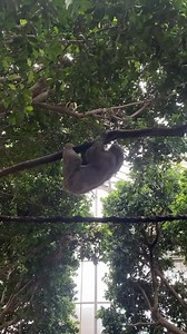 Sloth sighting! #DidYouKnow the average lifespan of a Linnaeus’s Two-toed Sloth is around 20 years? One of our eldest residents, Wookiee, is celebrating his golden years in the lush canopies of the Tropical Rainforest. See if you can spot him during your next National Aviary visit. | National Aviary