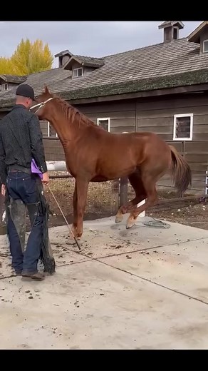 1.4M views · 7.2K reactions | _Farrier SPa_#horse #animalwelfare #asmr #horseshoe #farrier #satisfying #hoof #care #petcare #pet #reelsfypシ #reels | Farrier.Spa | Facebook