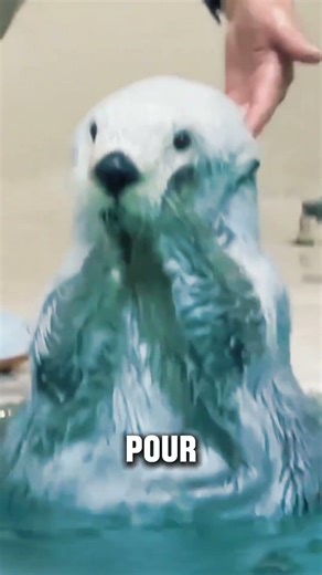 The funniest and smartest otter you'll see today!