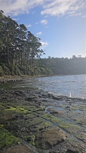 Tessellated Pavement, Tasmania ✨ Perfectly patterned by nature - these striking rock formations near Eaglehawk Neck are shaped by the sea and time itself. 💛 #experiencetasmania #tessellatedpavement #tasmania #discovertasmania #seeaustralia #aussietravels #tasmaniatravel #geologicalwonders #coastaltasmania #naturevideography #travelreels #naturelovers #photooftheday #instagood | Experience Tasmania