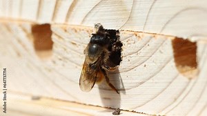 A Red mason bee applies mud to the end of a hollow tube in a piece of wood after previously laying grubs inside.