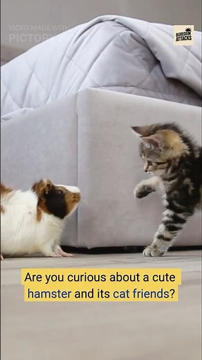 A Day in the Life of a Cute Hamster and Cat Friends