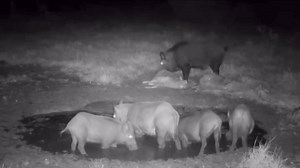 🐗 Vs. 🐑 | Cazador