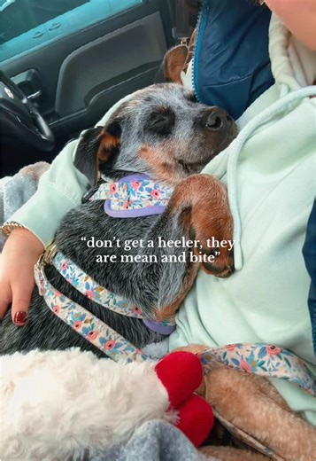 The Sweetest Blue Heeler Puppy Snuggle Bug