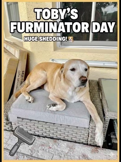Toby’s Furminator Day