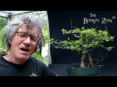 My Premna, Osage Orange Forest and My Small Ficus religiosa, The Bonsai Zone, Aug 2023