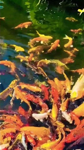 Gold Fishs Swimming in pond |Relaxing sounds