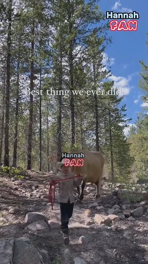 4.4K views · 117 reactions | Camping is better with a milk cow along | Hannah Fan | Facebook
