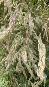 🌾O’er the wild meadows, I tell thee Amongst ye tall wild grasses, the sedges and the rushes is where we shall see Dancing merrily, a faery there shall be🌾 A little poem by Athey Thompson Video taken by Athey🌿 | Tales of the old forest faeries