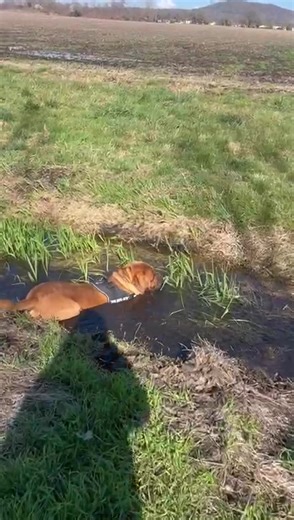 Vladek dit Vlaad du Val de Médicis #ddb #elevagedogueforceone #doguedebordeaux #lovedogsforever