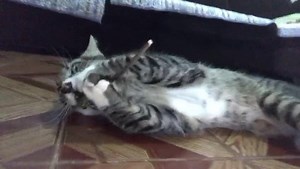 34 reactions | Cats love the Catnip Lollipop! | CaptainCatnip.com | Facebook