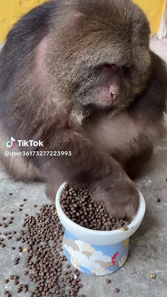 Exploring the Life of Monkey Xingxing