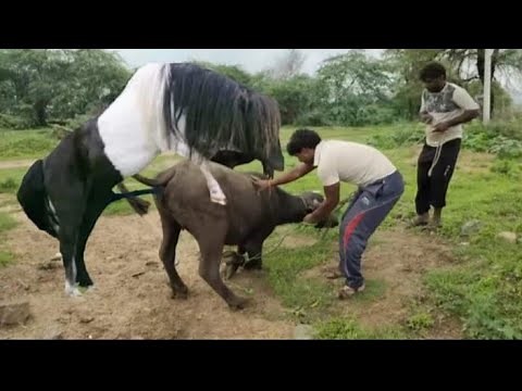 February 17, 2023 Buffalo horse mating video