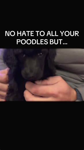 #poodle #fifiourpoodle #blackpoodle #standardpoodle #fifithepoodle