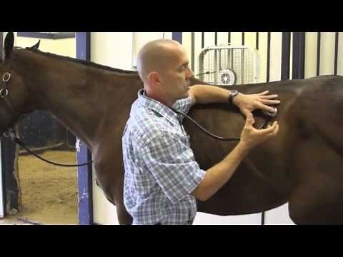 Basic Examination of the Horse