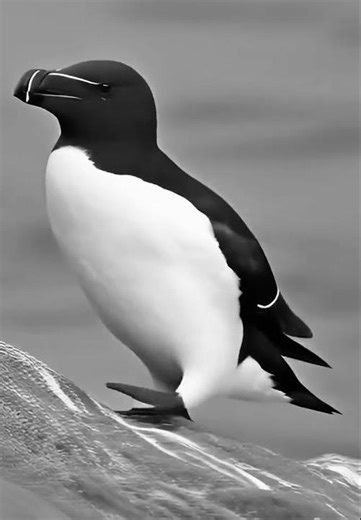 Razorbill flight