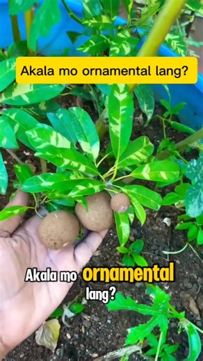 VARIEGATED CHICO 🌱GRAFTED SEEDLING AVAILABLE AT MATHEA'S GARDEN Visit us at our farm in Sto. Tomas, Batangas — we welcome walk-ins, offer pickups, and ship nationwide. #variegatedchico #chico | Mathea's Garden: Plant & Tree Nursery