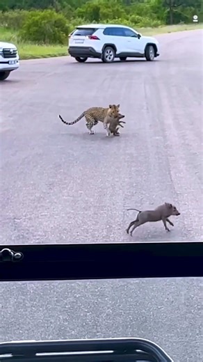 Relentless Wildlife Survival Struggles on Savanna