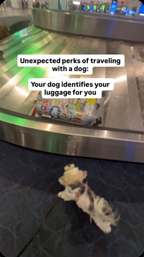 Molly the curious morkie 🍓🇰🇷 on Instagram: "Molly the little detective 🔎 (we came back with an emtpy suitcase with no treats/ kibble inside, not sure how she still found it!) #dogsofig #doglife #fyp #dogsofinstagram #smartdog"