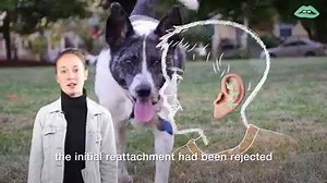 LES SANGSUES Voici une sangsue. Vous les connaissez peut être en tant que "vers-suceurs" de sang, utilisés il y a plus de 2500 ans. Mais saviez qu'on les utilise encore médicalement de nos jours? L'usage thérapeutiques des sangsues a été documenté en Inde et Grecque antiques dans des recueils médicinaux, où elles étaient utilisées dans le seul objectif de faire des saignées. A l'image de la procédure de coupures volontaires, les saignées étaient censées prévenir des maladies et de l'infection. N