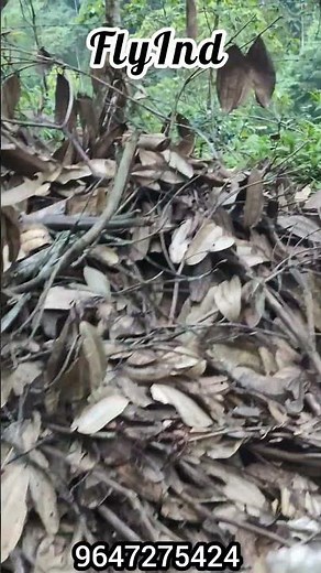 Wildlife Survey | Protecting Nature with Smart Mapping & Field Research