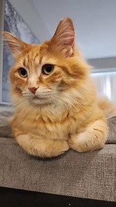 110K views · 8.1K reactions | Maybe his mind control DOES work...  #usareel #catlover #cat | Walter Fans | Facebook