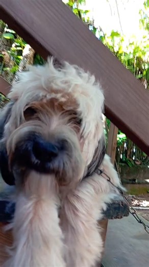 Dino Rex🐶 #shorts #shortviral #feedshorts #animals #comedia