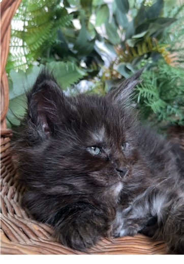 A beautiful Maine Coon should be more than just a pretty face. Calm, social, and emotionally sound. Temperament is a huge part of the foundation of everything we do. #mainecoon #ethicalbreeding #sweetkitten #personalitymatters #priorities