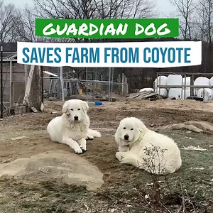 488K views · 8.9K reactions | Sharing Our Opinions On Coyote And Dog Fights | Gold Shaw Farm | Facebook