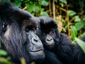 Here’s What Trekking With Mountain Gorillas in the Wilds of Rwanda Is Really Like