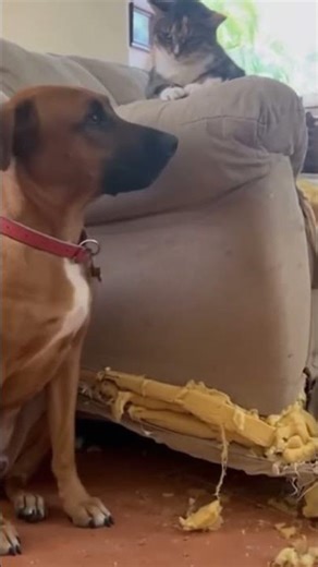 El perro rompió el sofá y culpa al gato 🐱😂🐶