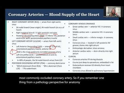 Cardiovascular System Anatomy Part 6