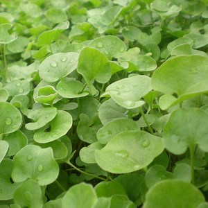 [Hot Item] Lawn Grass Seeds Dichondra Repens Seeds/Creeping Dichondra Herb Seeds/ Dichondra Micrantha Seeds
