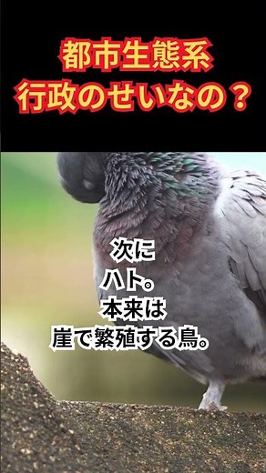 なぜ都市でカラス・ハト・アライグマが増える？原因は“人間の行動”#都市生態学#カラス#ハト#アライグマ#外来種#ヒートアイランド#生物学#モアイ研究所#ずんだもん解説