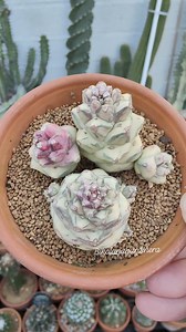 Monadenium Ritchiei Variegated "white" #bikolanahardinera #plantas #Monadenium #euphorbia #succulentgarden #plantsmakepeoplehappy #succulentcollection #succulove #succulents #plant | Bikolanahardinera