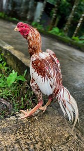 18K views · 472 reactions | Colour 殺 | Java Aseel | Facebook