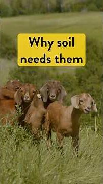 How Goats Make Your Food Healthier