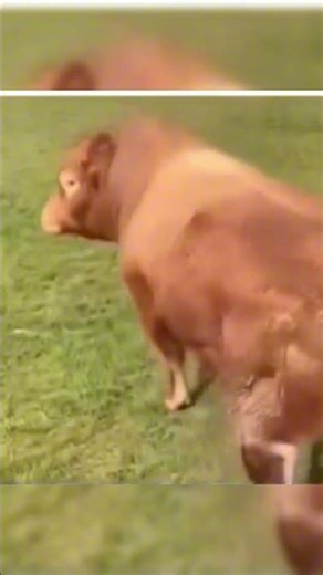 Bull Gets a Little Too Excited Visiting a Farm Full of Cows 😳🐮 | Animals on Camera