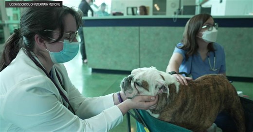 Researchers update spay, neuter guidelines for dogs. Here's what to know.