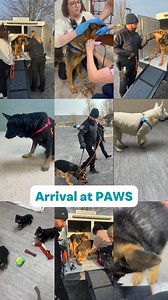 On Tuesday, January 28, PAWS accepted 13 dogs (7 adults and 6 puppies) seized from a breeding operation by the Centre County Humane Officer. All adult dogs had open neck wounds from embedded bark collars. Over the next three hours, our team worked tirelessly to address their injuries and assess their emotional needs. While we’re relieved they are no longer in an unsafe environment, our shelter is now beyond capacity. We’ve put together a video to give you a glimpse of what responding to situatio