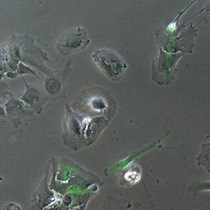 Video: Detection of Fluorescent Nanoparticle Interactions with Primary Immune Cell Subpopulations by Flow Cytometry