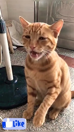 Why is my cat crying like this? #catsoftiktok #cryingcat